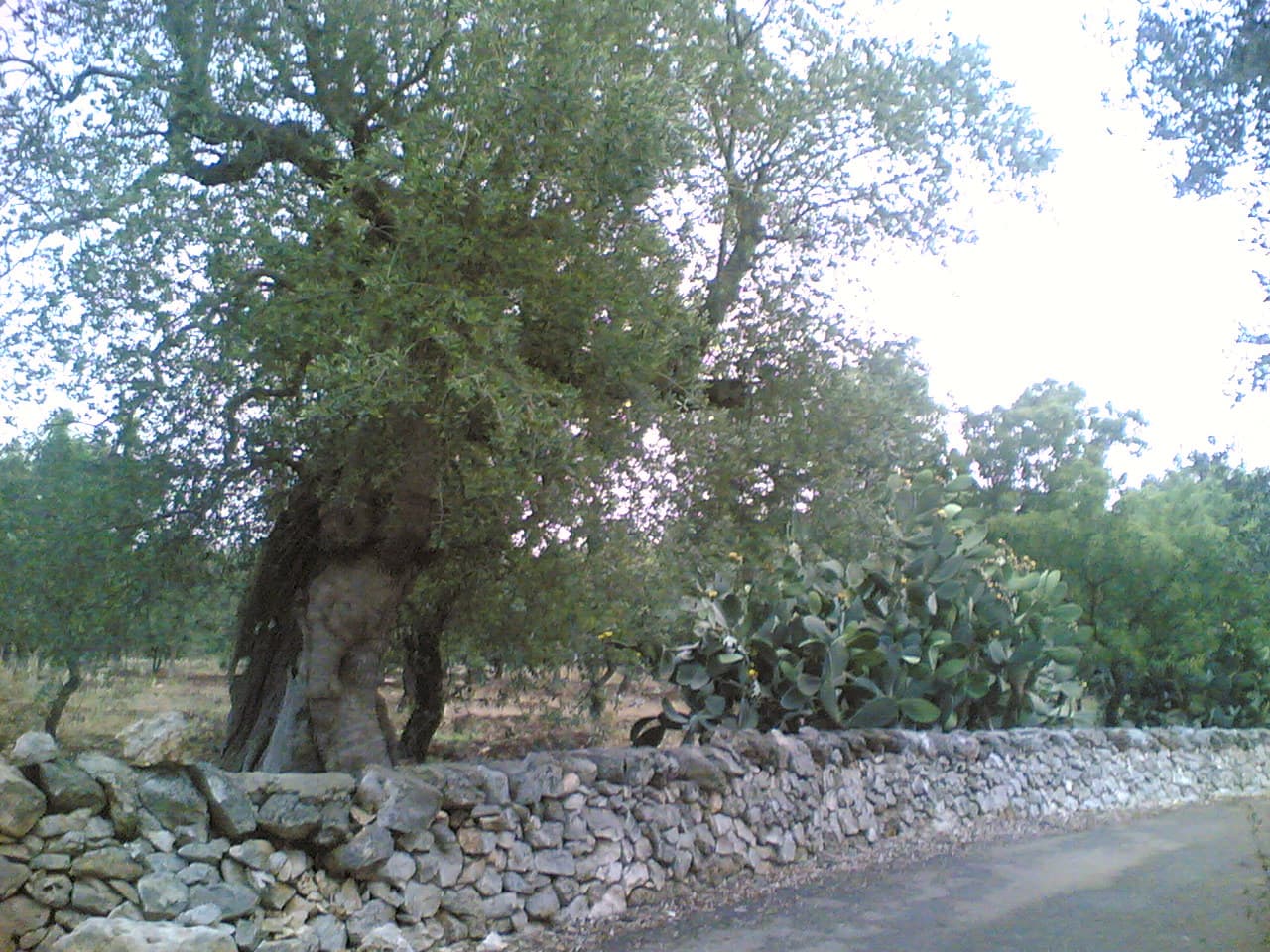 Comune di Fragagnano
