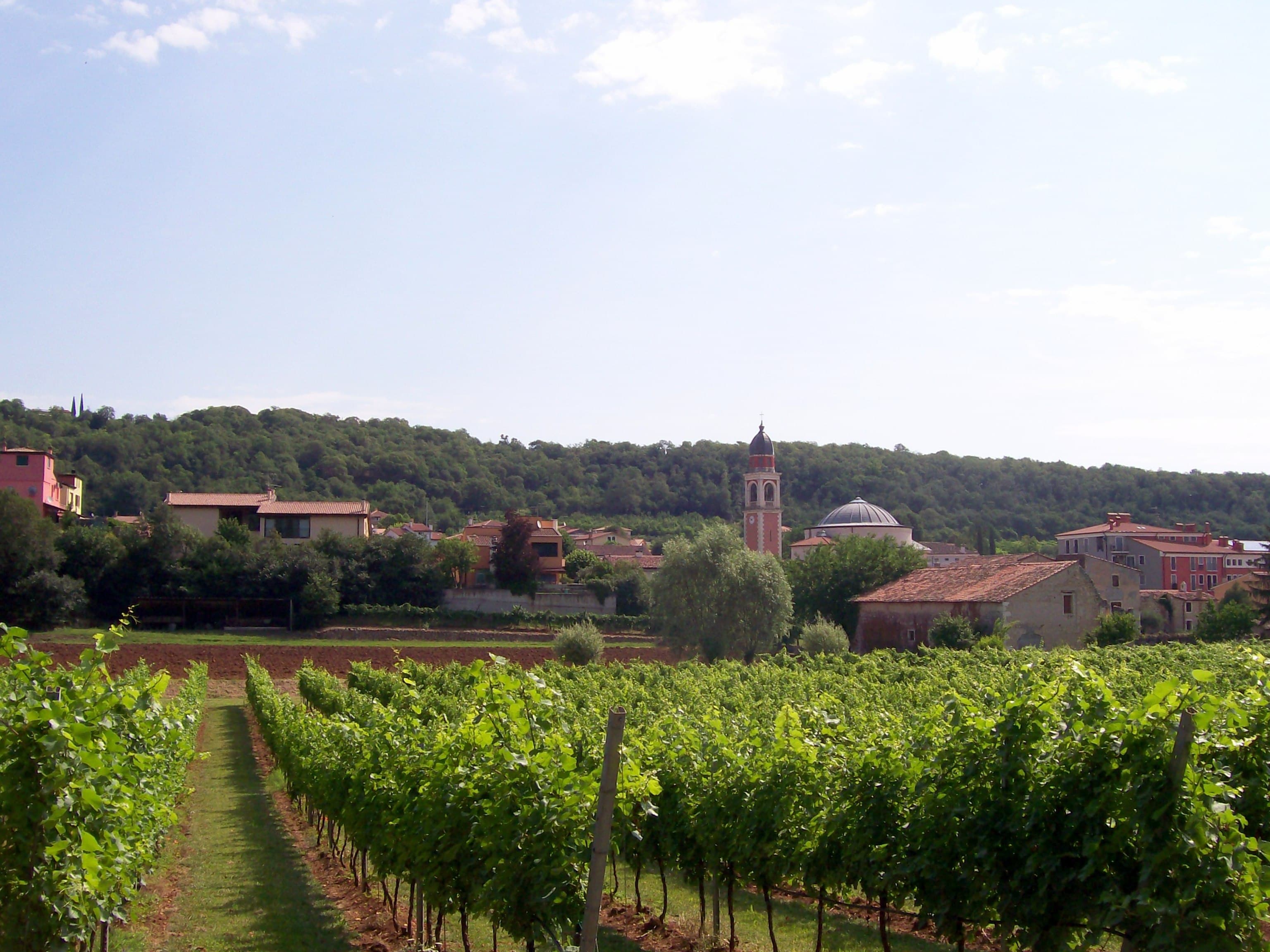 Comune di Alonte
