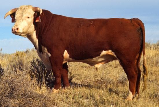 Comune di Toro